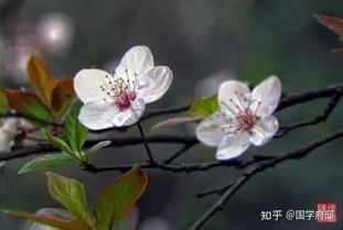 關于春的花詩句有哪些