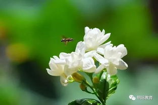 描寫個(gè)種花的古詩句