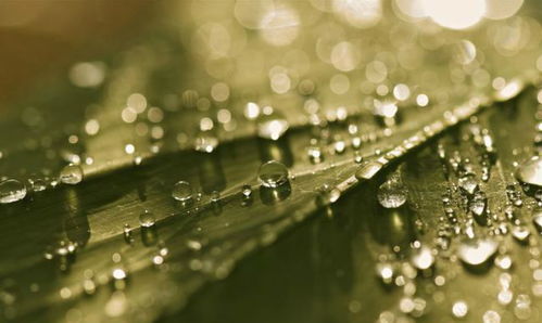 關于葉子雨珠的詩句