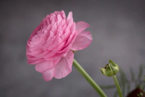 關(guān)于花的詩句洋牡丹
