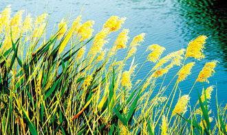 春光明媚草長(zhǎng)鶯飛用古詩(shī)句描寫(xiě)