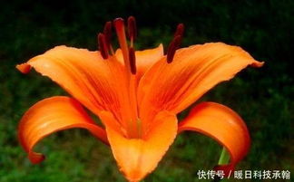 關(guān)于野百合詩句