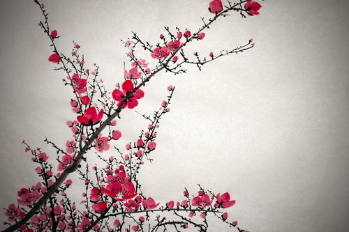 有什么,詩句,梅花,表達(dá)愛意