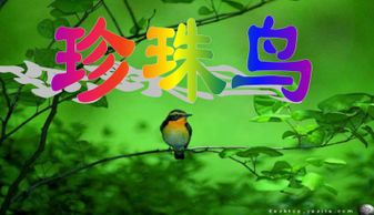 關于珍珠鳥的詩句和成語