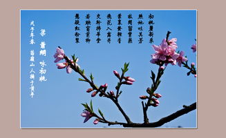 有關桃花的詩句古詩詞,含桃花的詩句古詩詞,贊美桃花的詩句古詩詞