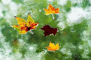 有關(guān)秋雨的詩(shī)句古詩(shī),描寫秋葉的詩(shī)句古詩(shī),秋葉詩(shī)句古詩(shī)