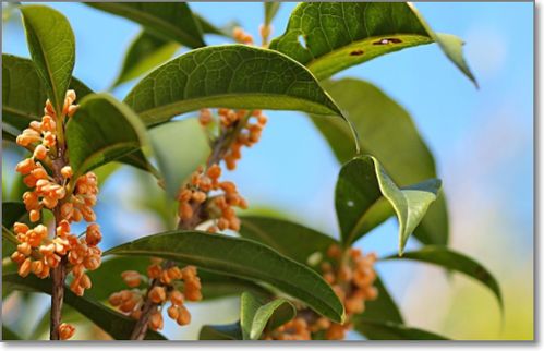 小學(xué)的關(guān)于桂花的詩句有哪些