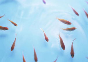 描寫魚的古詩句子有哪些