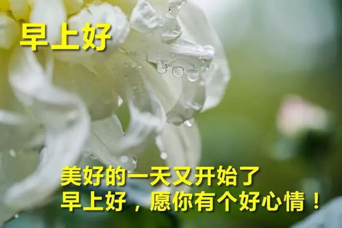 關(guān)于早上陽光詩句
