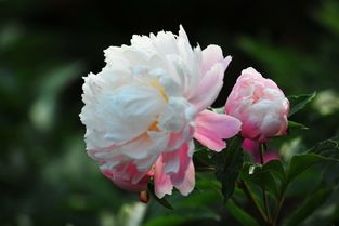 關于芍藥花的詩句和詞