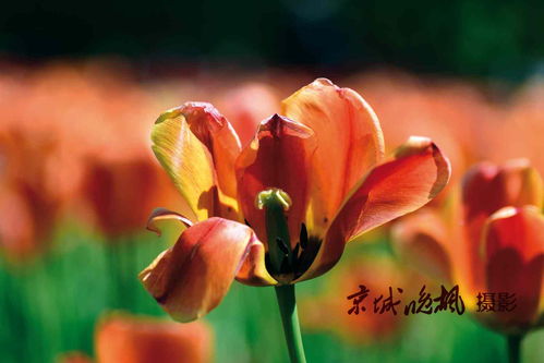 寫花開的旺盛的詩(shī)句,形容花開得旺盛的詩(shī)句,秋季花開旺盛詩(shī)句