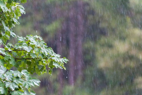 關于雨水的詩句有哪些
