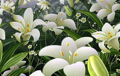 關(guān)于描寫(xiě)百合花的詩(shī)句三級(jí)