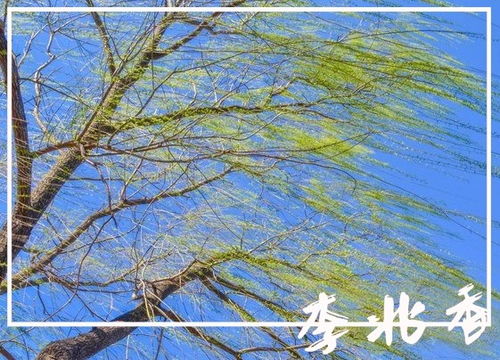 關(guān)于春風(fēng)暖意的詩句