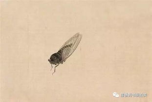 關于蟬的諺語和詩句