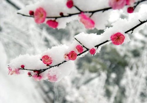 梅花宋一王安石古詩句