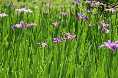 草長(zhǎng)鶯飛,春光明媚,詩(shī)句,描寫(xiě)