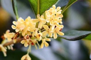 關(guān)于贊美桂花的詩句古詩
