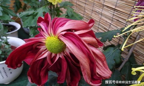 描寫三月桃花雨的古詩(shī)句