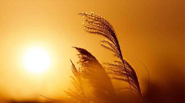 關(guān)于春節(jié)的名詩句