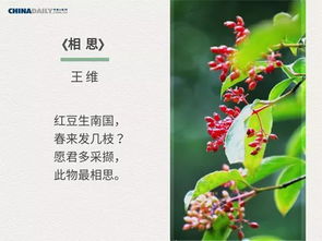 五句關(guān)于春天的詩句大全,贊美春天的詩句大全,描寫春天的詩句大全