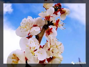 小學(xué)描寫杏花的詩(shī)句古詩(shī),贊美杏花的詩(shī)句古詩(shī),杏花有關(guān)的詩(shī)句古詩(shī)