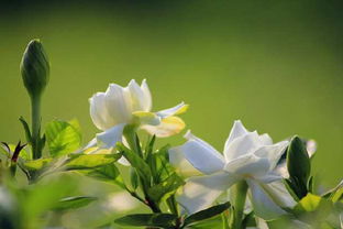 花的花語以及關(guān)于這個(gè)花語的詩句
