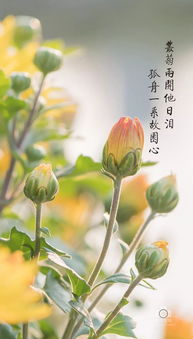 重陽(yáng)節(jié)描寫(xiě)菊花的詩(shī)句古詩(shī)大全