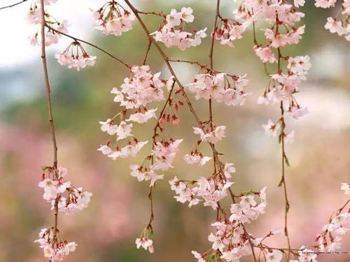 關(guān)于寫春天花的詩句古詩,含有春天花的詩句古詩,有關(guān)春天的詩句古詩