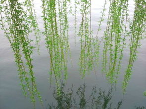 關(guān)于折楊柳的詩(shī)句