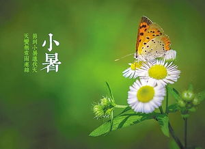 關(guān)于小暑節(jié)氣的詩(shī)句和諺語(yǔ)