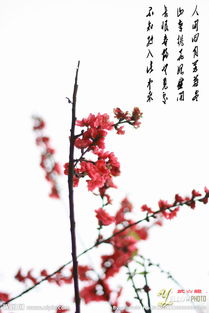 關于桃花的詩句啊