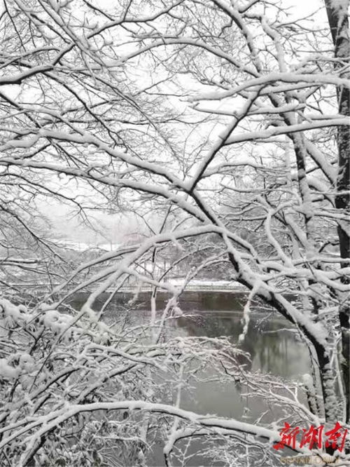 家鄉(xiāng)的雪的詩(shī)句古詩(shī)