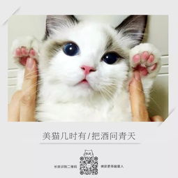 貓的古詩句