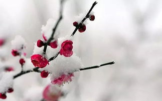 詩句,梅花