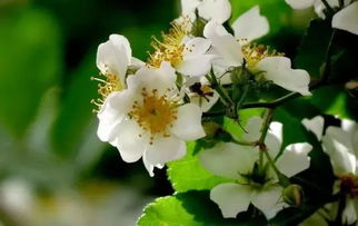 關(guān)于荼蘼花寓意的詩句