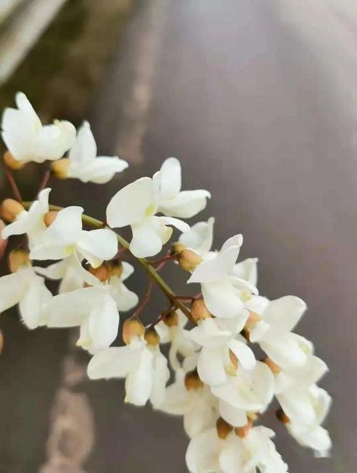 關于槐花的詩句古詩
