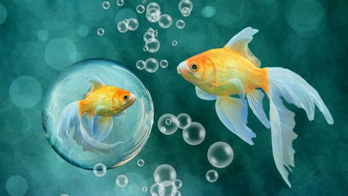 關(guān)于魚的祝福詩(shī)句