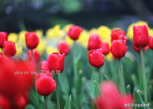 描寫草風(fēng)的詩(shī)句古詩(shī)