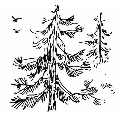 松樹,詩句,精神