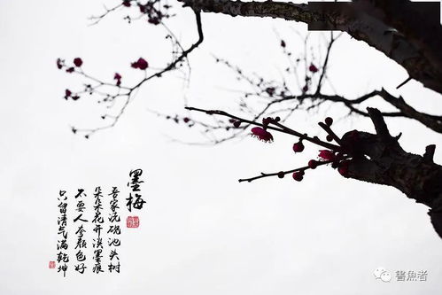 墨梅古詩詩句的意思