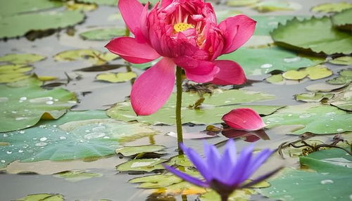 楊萬里寫荷花的詩(shī)句,楊萬里贊美荷花的詩(shī)句,楊萬里關(guān)于荷花的詩(shī)句有哪些