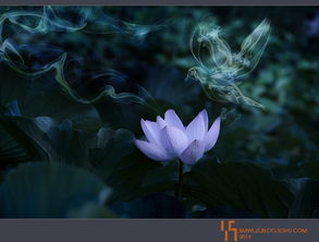 關于蓮花的古詩美句,關于蓮花的古詩句小學,關于蓮花的古詩句楊萬里