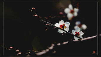 關于花的情懷的詩句
