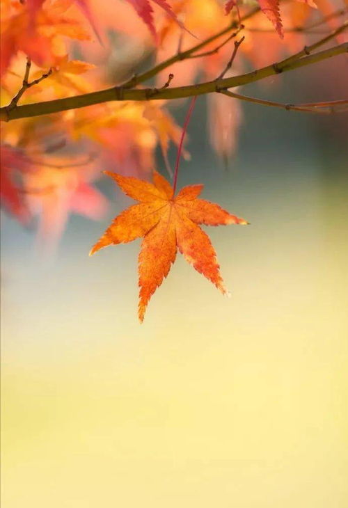 關(guān)于遠(yuǎn)大志向的詩(shī)句古詩(shī),描寫遠(yuǎn)大志向的詩(shī)句古詩(shī),關(guān)于志向的詩(shī)句古詩(shī)
