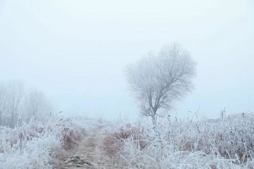 關(guān)于雪的10個詩句