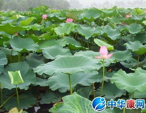 小學(xué)描寫荷花的詩句古詩大全