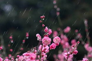 關于立春的桃花的詩句
