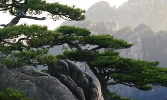 關于松樹精神的詩句