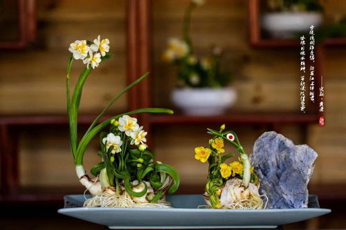 關(guān)于水仙的古詩(shī),古水仙祠聯(lián)古詩(shī)背誦,贊美水仙的古詩(shī)